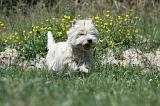 WESTIE 259
